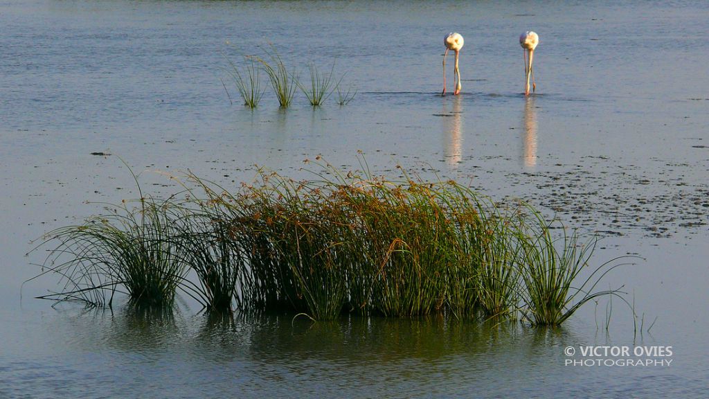 Doñana